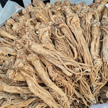 甘肃特产药材。独活原装个子
