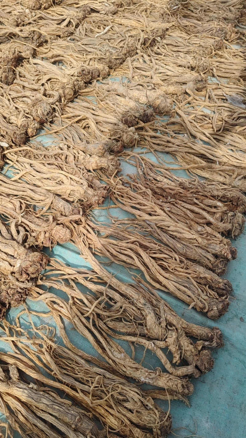 甘肃特产药材。独活原装个子