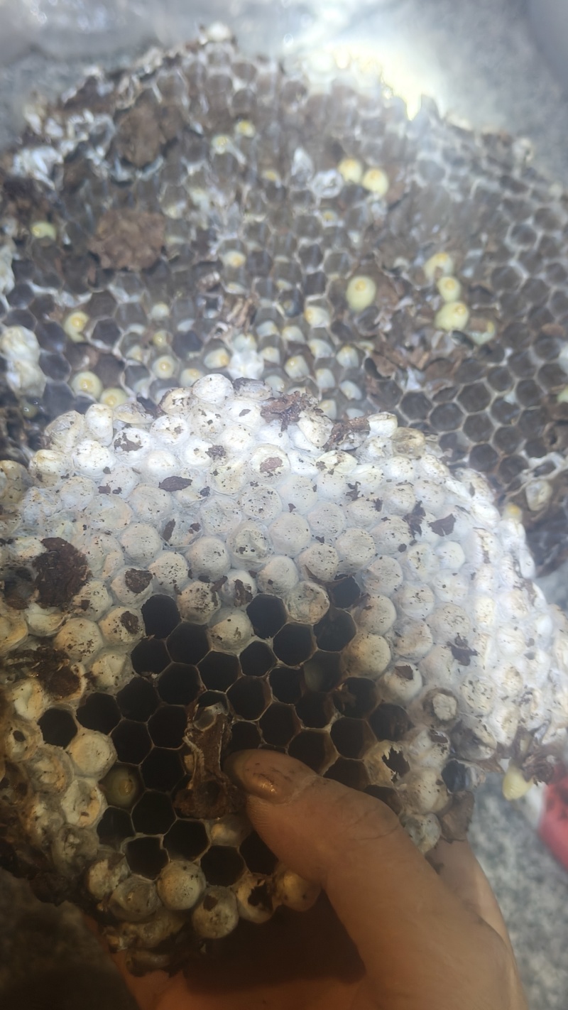 野生马蜂