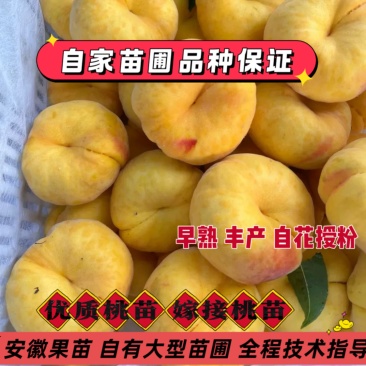 蟠桃树苗嫁接金盘99桃树苗早熟蟠桃苗南北方种植