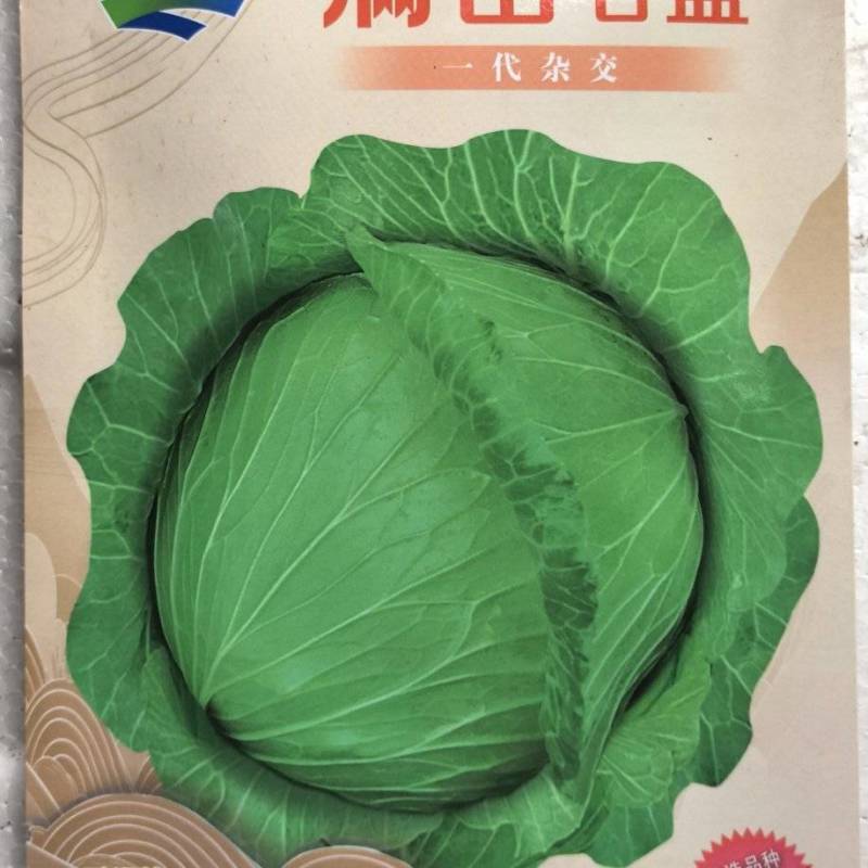 甘蓝种子满田中熟高品质扁球甜脆甘蓝品种包心整齐美观