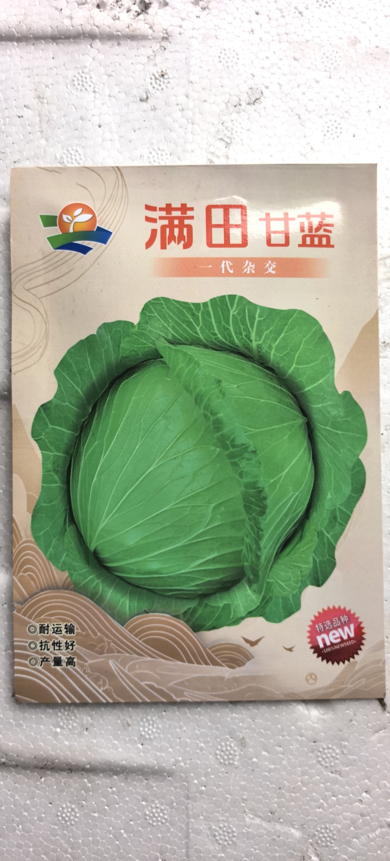 甘蓝种子满田中熟高品质扁球甜脆甘蓝品种包心整齐美观