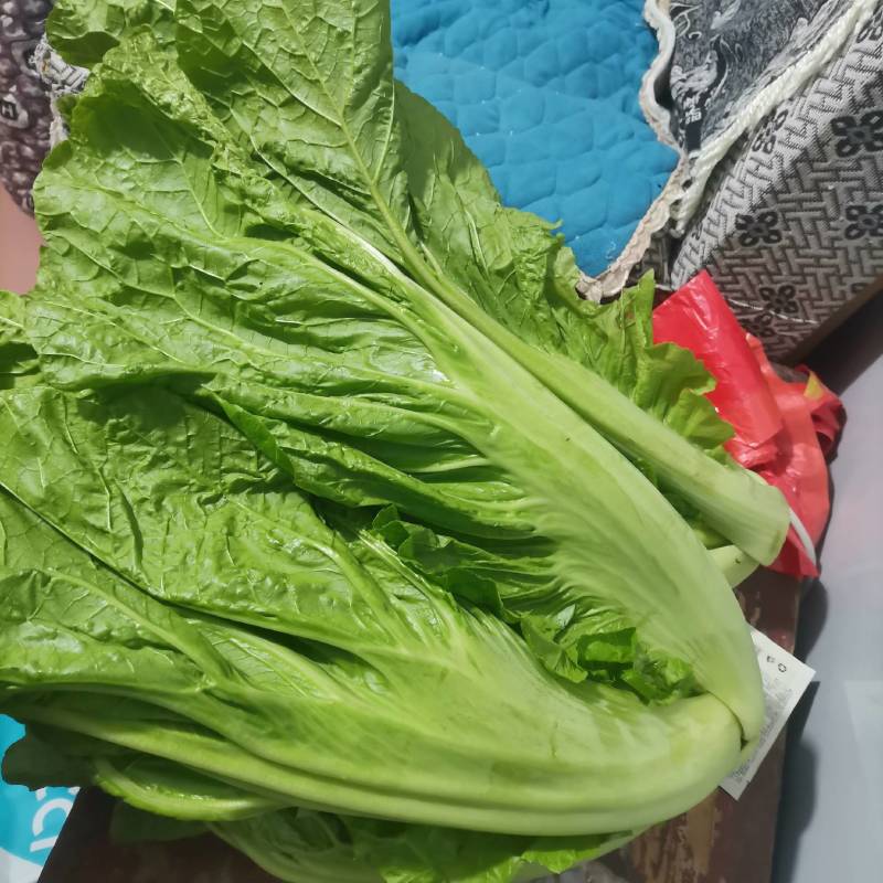 蔬菜。无农药无化肥的青菜。这么好的青菜，还等什