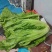 蔬菜。无农药无化肥的青菜。这么好的青菜，还等什