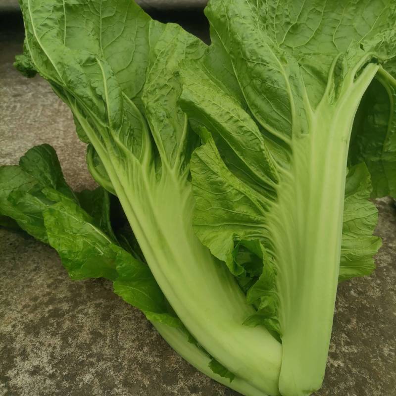 蔬菜。无农药无化肥的青菜。这么好的青菜，还等什