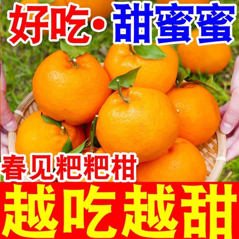 春见耙耙柑～丑橘～不知火～黄果柑～电商平台对接一件代发