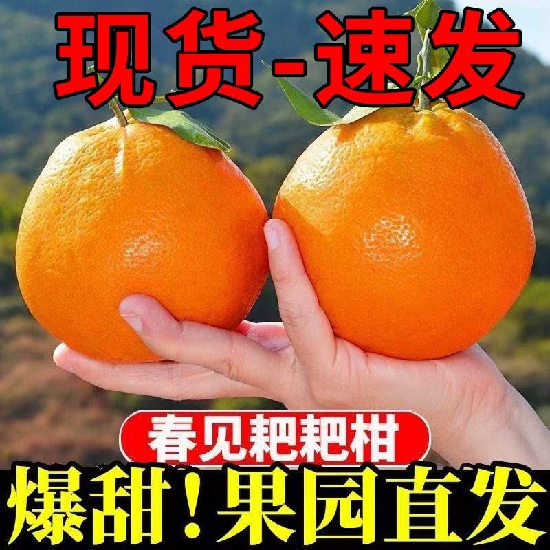 春见耙耙柑～丑橘～不知火～黄果柑～电商平台对接一件代发