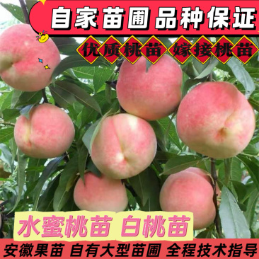 水蜜桃苗早熟水蜜桃树苗霞辉桃苗脆甜南北方种植
