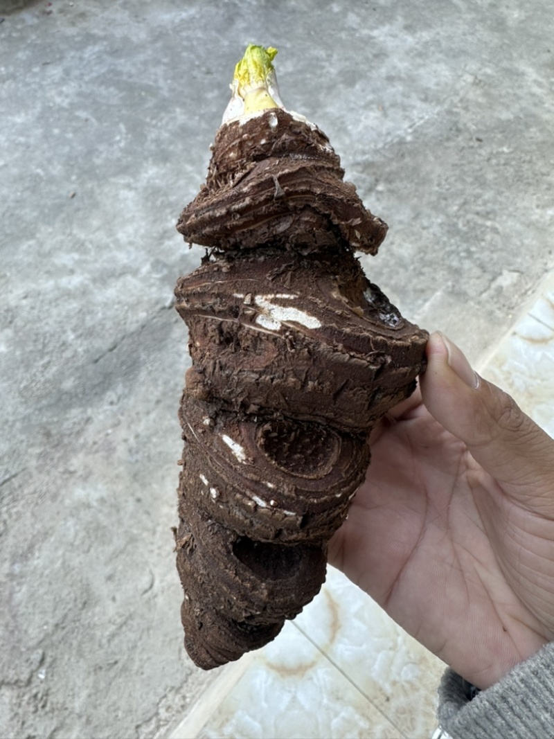 云南怒江秘境高山重楼