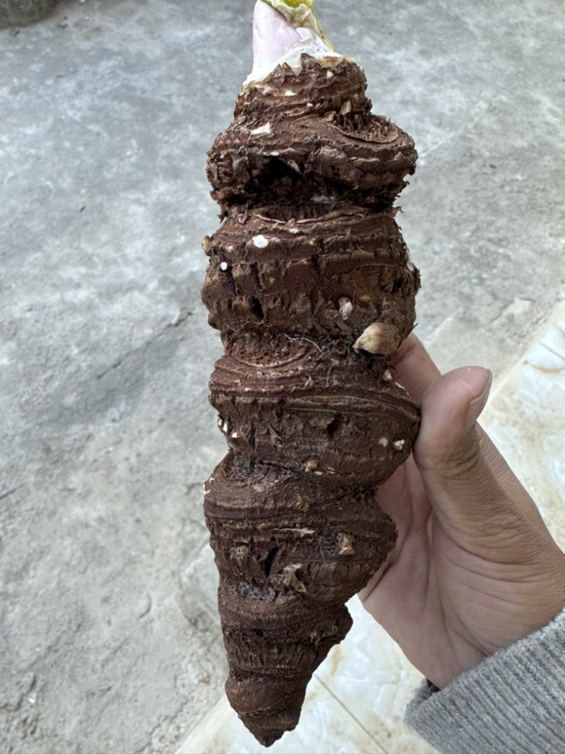 云南怒江秘境高山重楼