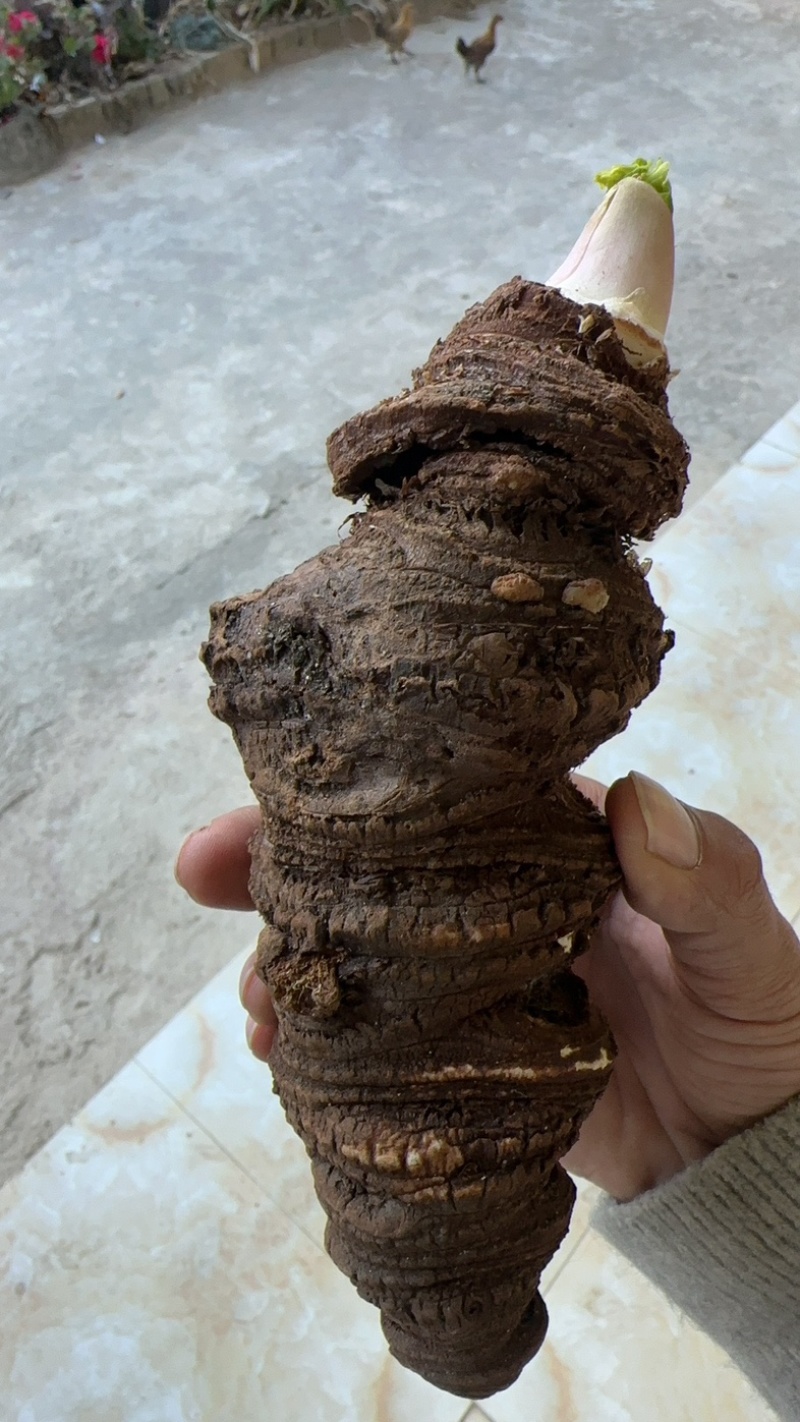 云南怒江秘境高山重楼