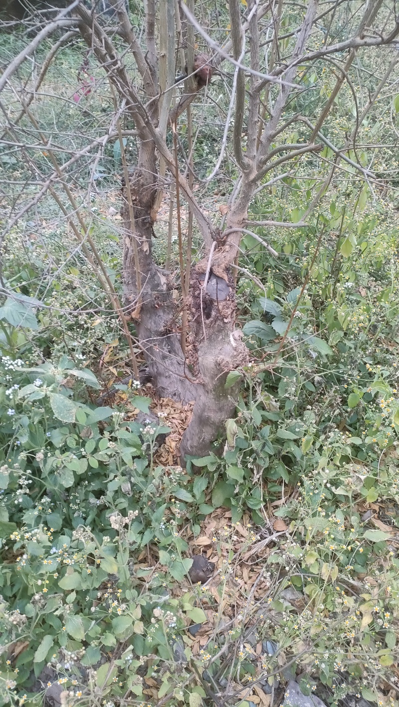 石榴树盆景素材