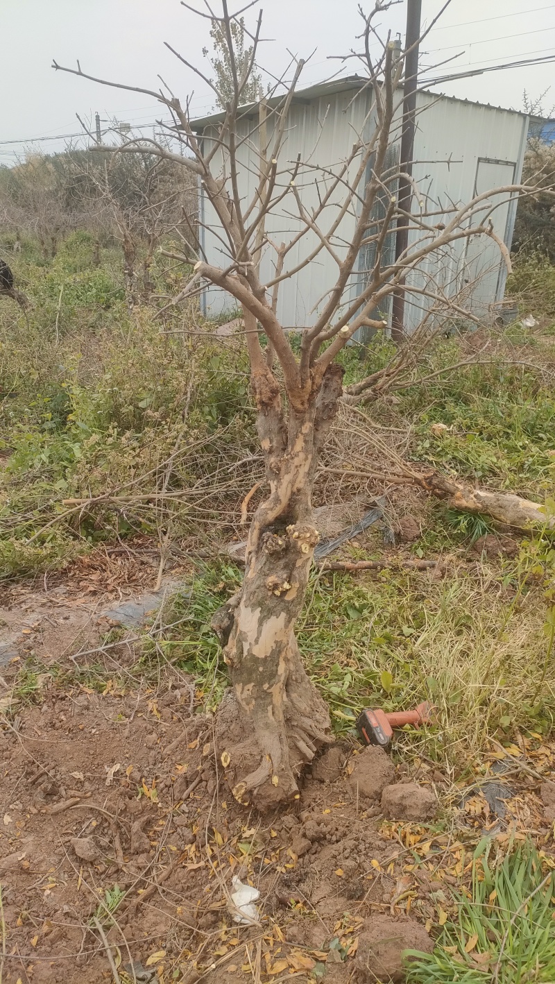 石榴树盆景素材