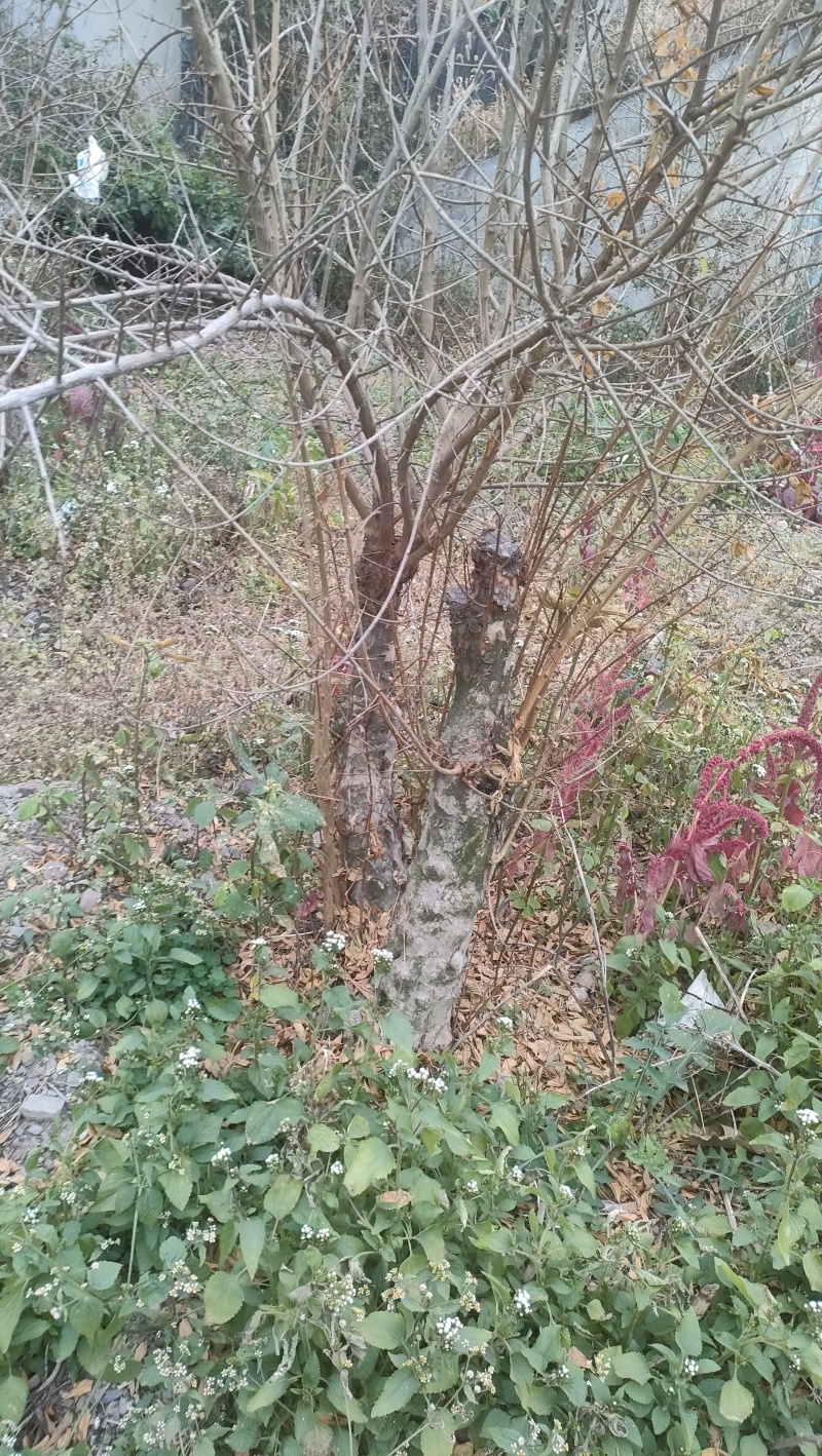 石榴树盆景素材