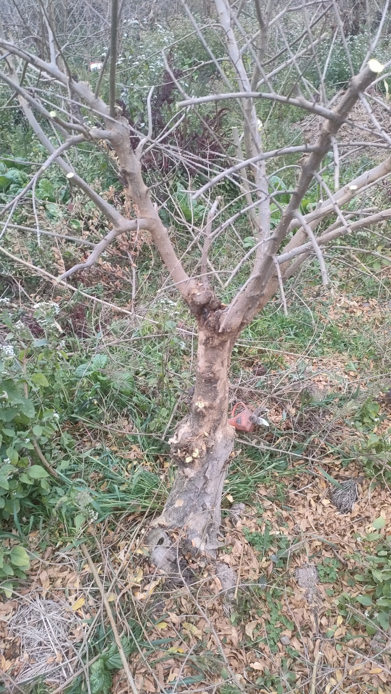 石榴树盆景素材