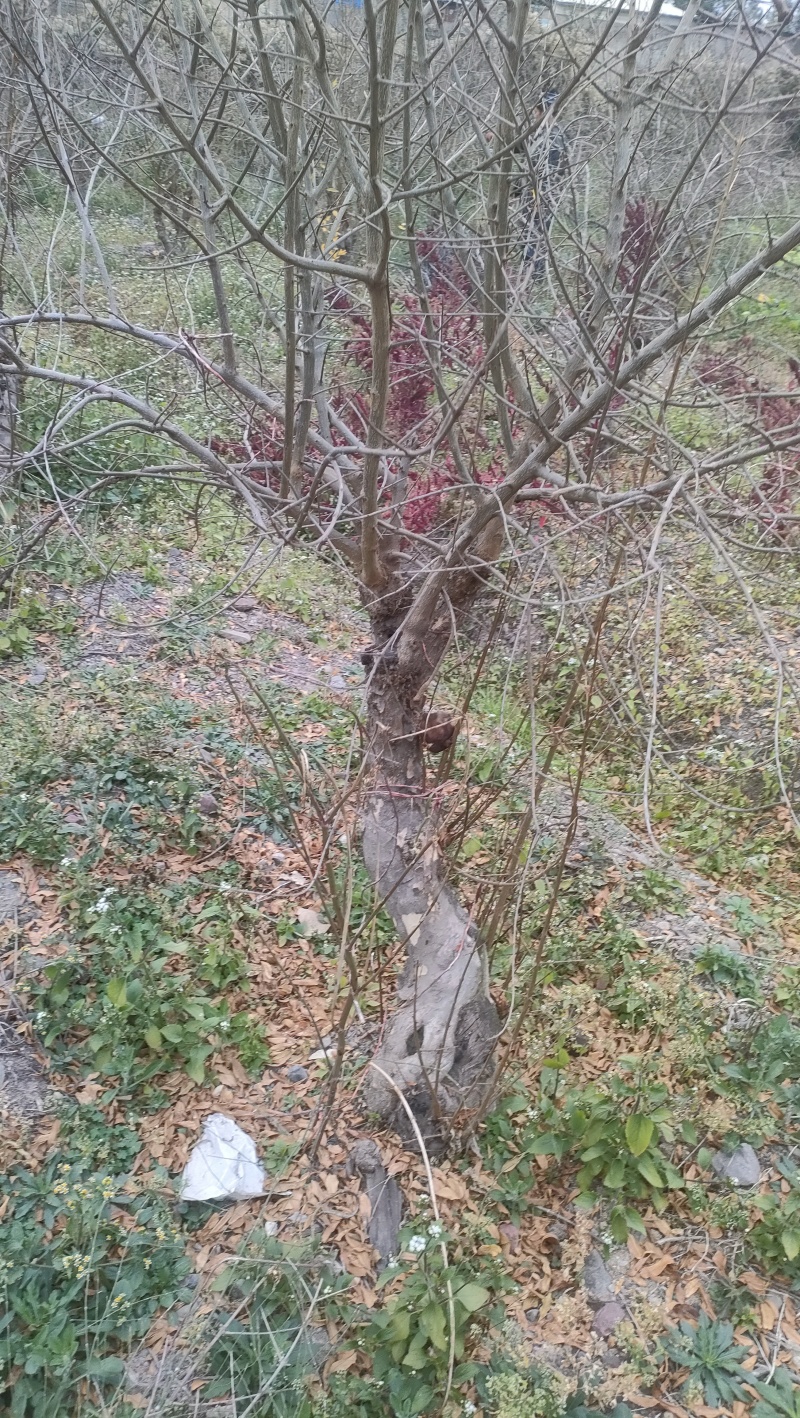 石榴树盆景素材