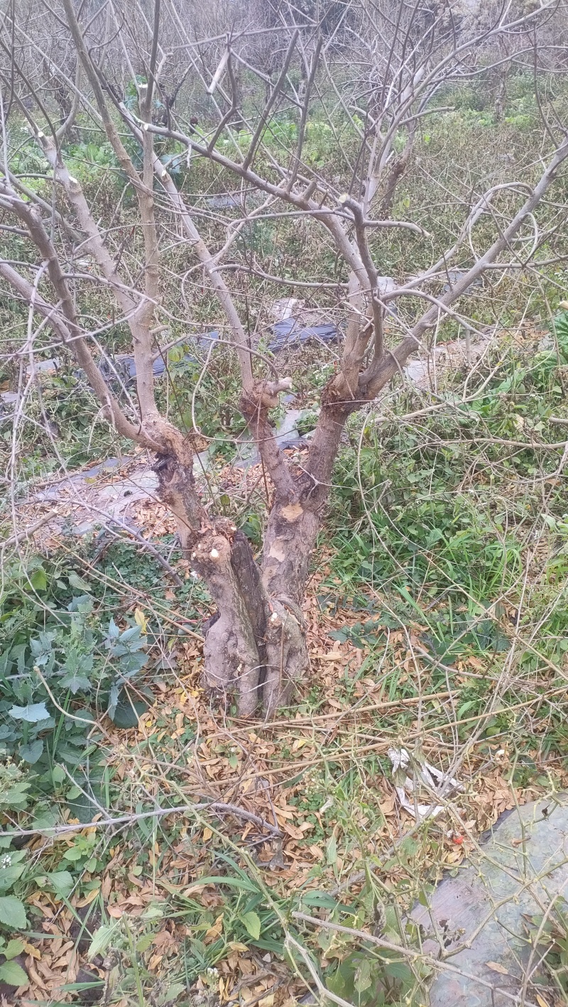 石榴树盆景素材