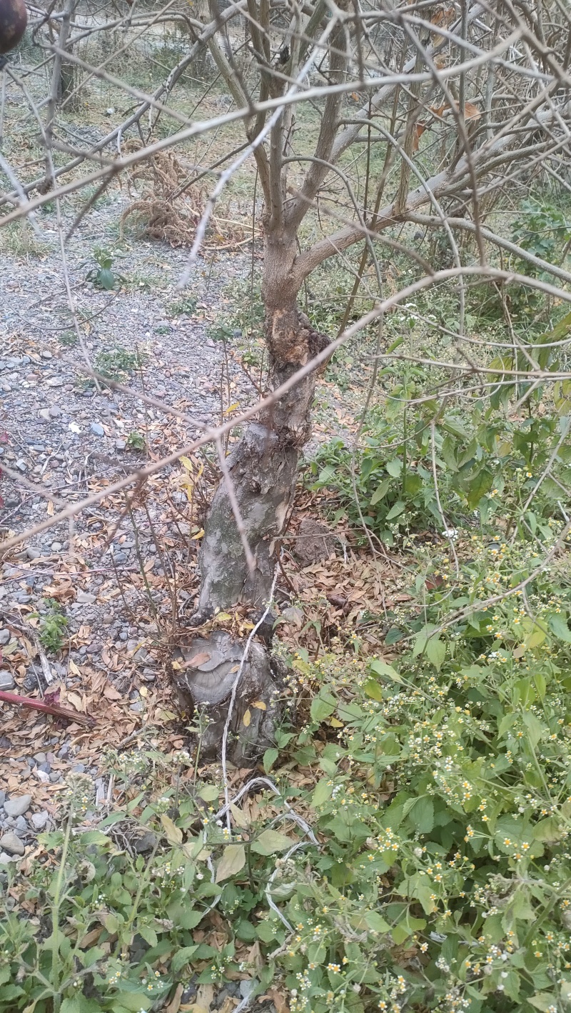 石榴树盆景素材