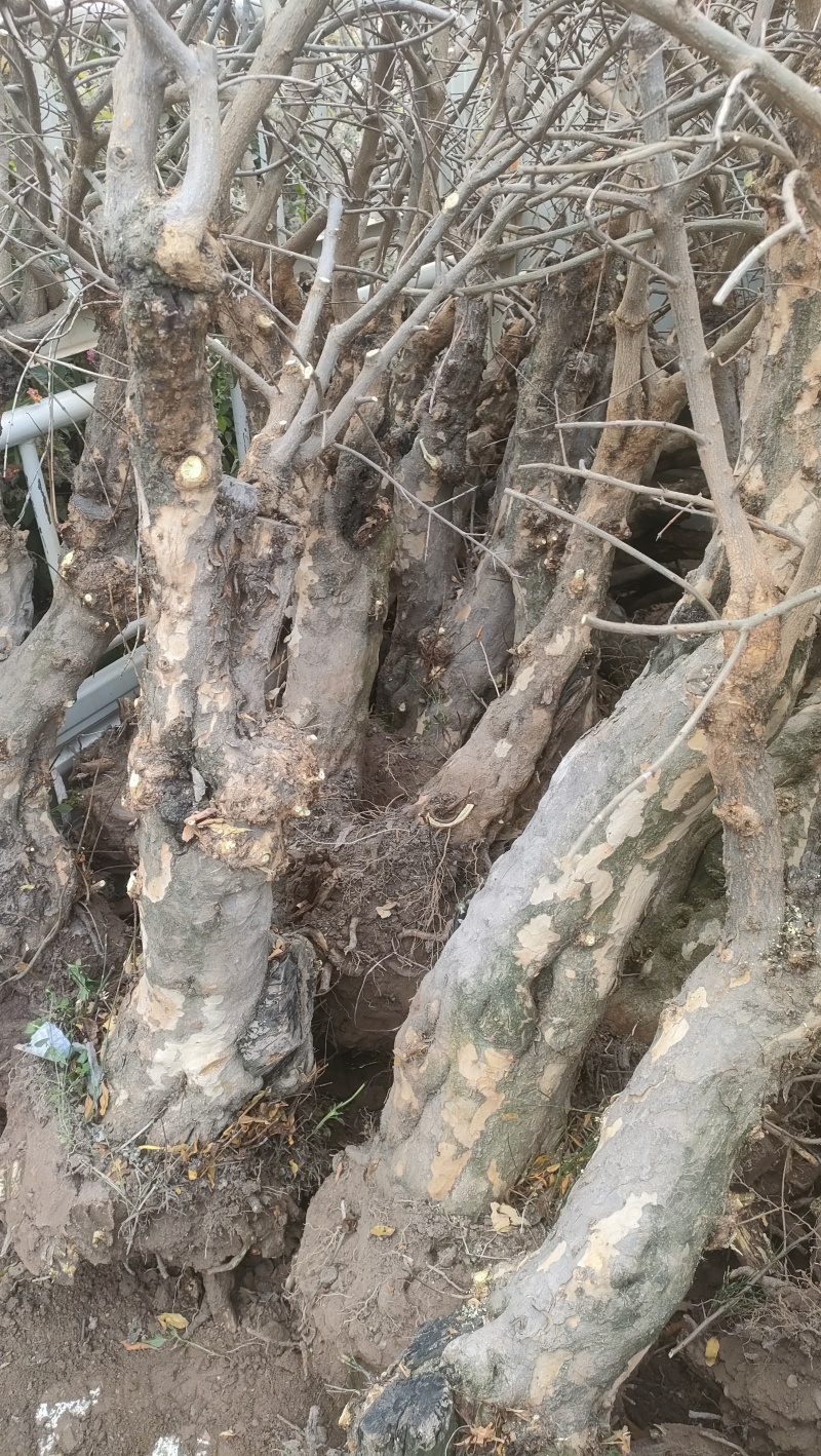 石榴树盆景素材