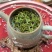 明前特级【出口芽头】绿茶全年不间断！【属于特级毛峰黄芽】