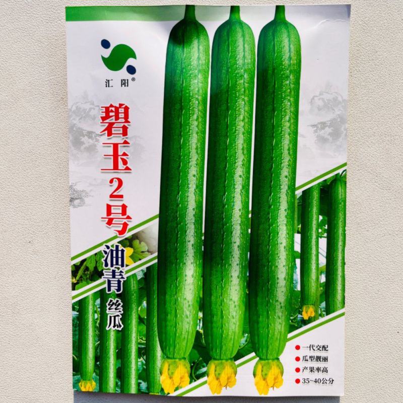 碧玉2号油青丝瓜种子瓜条顺直结果多早熟一代杂交丝瓜种子