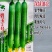 碧玉2号油青丝瓜种子瓜条顺直结果多早熟一代杂交丝瓜种子