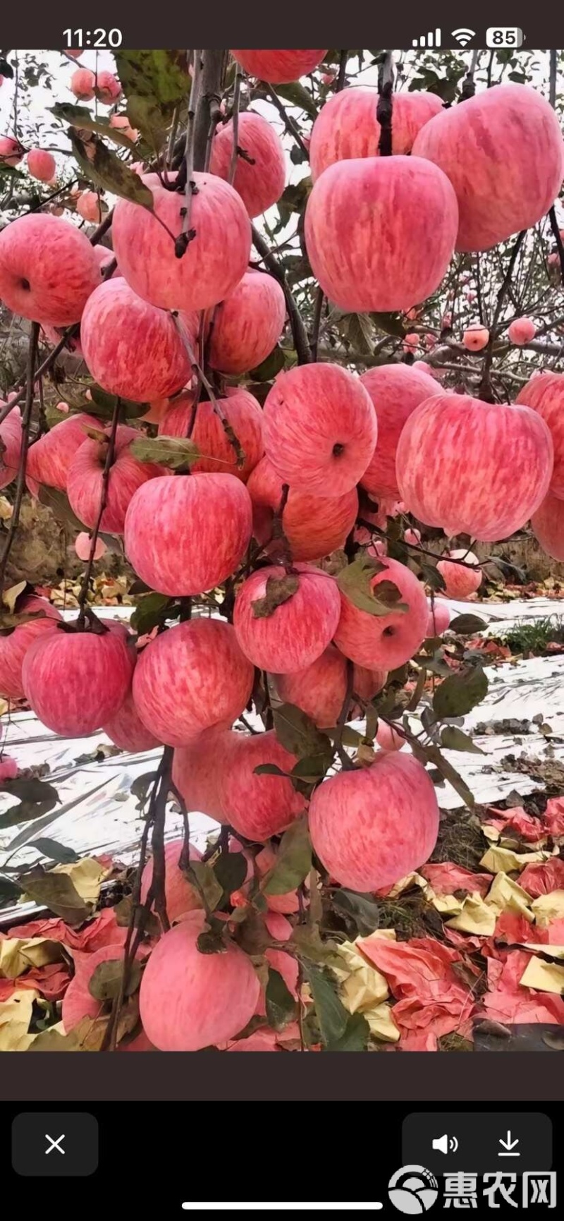 陕西红富士苹果，产地直发，个头大，颜色好，货源充足，