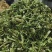 贡菜头贡菜碎贡菜丁高原特产，源头直供，信誉第一，诚信经营
