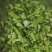 贡菜头贡菜碎贡菜丁高原特产，源头直供，信誉第一，诚信经营
