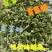 贡菜头贡菜碎贡菜丁高原特产，源头直供，信誉第一，诚信经营