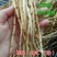 新货白茅根无硫天然农产品白茅根段正宗中药材甜草根白毛根茶