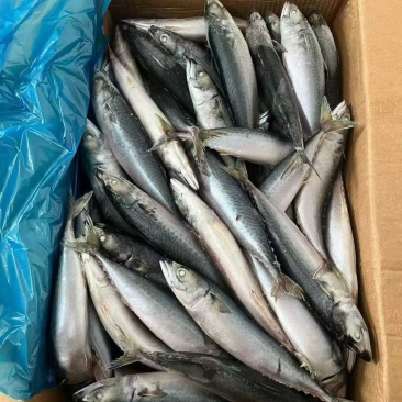 船冻青占鱼灯光200一300，现货800吨