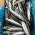 船冻青占鱼灯光200一300，现货800吨