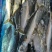船冻青占鱼灯光200一300，现货800吨