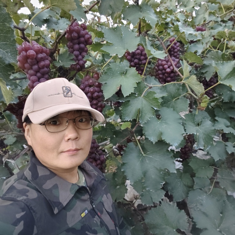 巨峰葡萄苗:大粒晚熟，自家园子产的条繁育，品种纯质量好