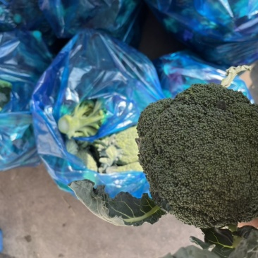 精品西兰花一，二级西兰花