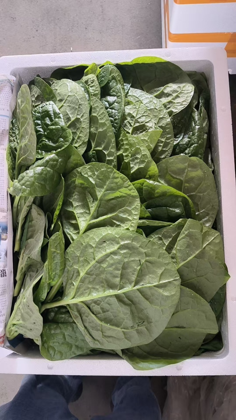 木耳菜