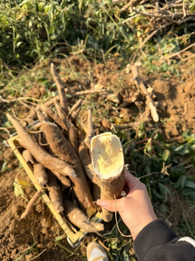 黄心木薯华南9号