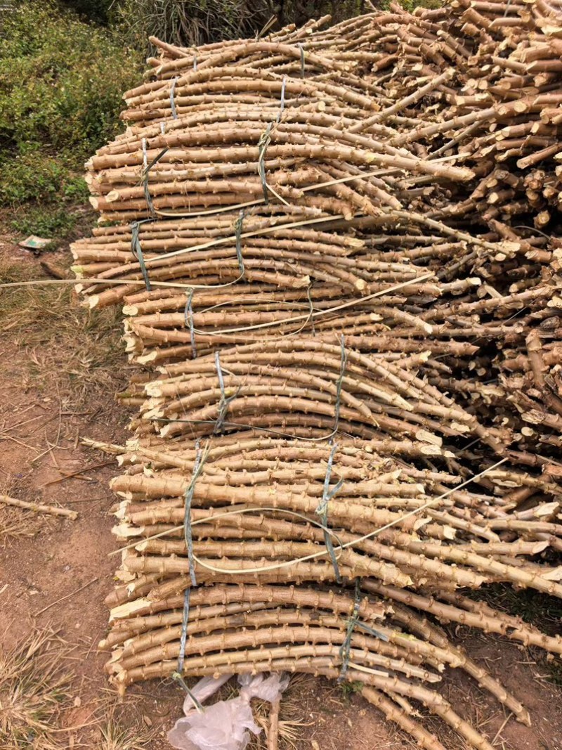 华南9号木薯种苗