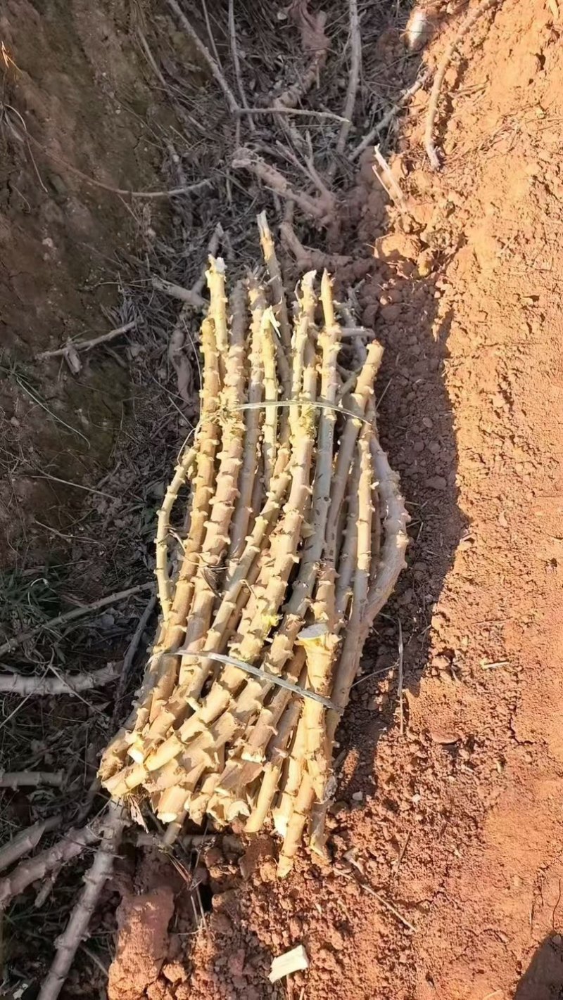 华南9号木薯种苗