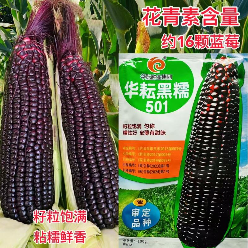 华耘黑糯501黑甜糯玉米种子香甜软糯水果紫黑玉米种籽