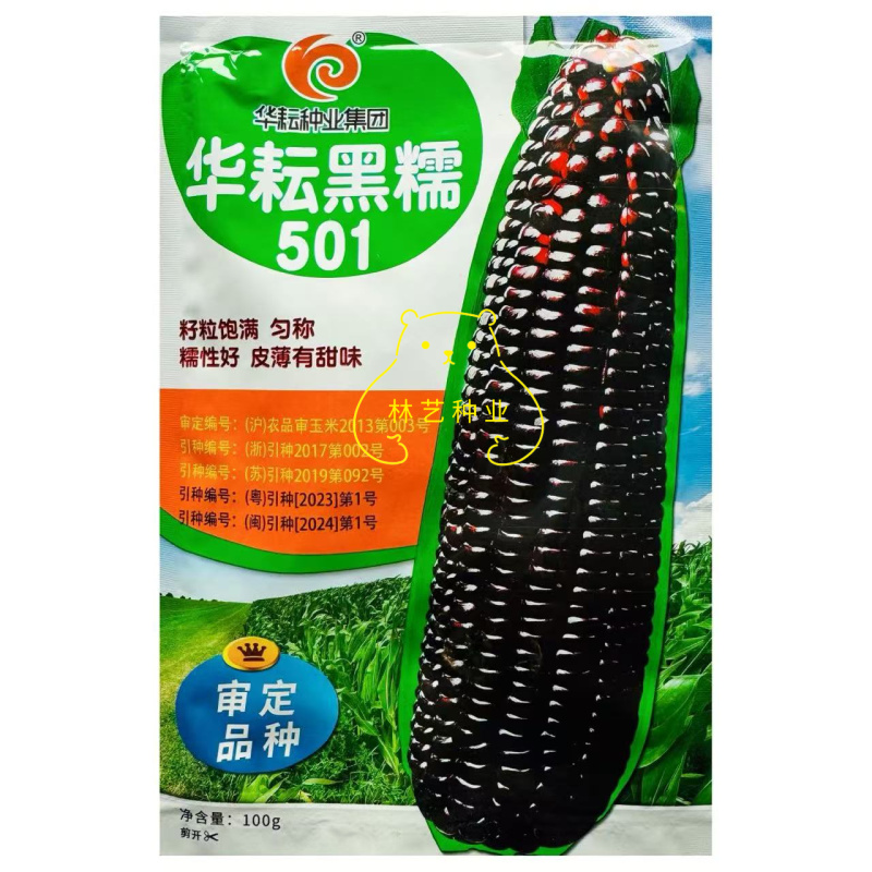 华耘黑糯501黑甜糯玉米种子香甜软糯水果紫黑玉米种籽
