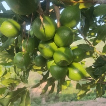 澳洲坚果