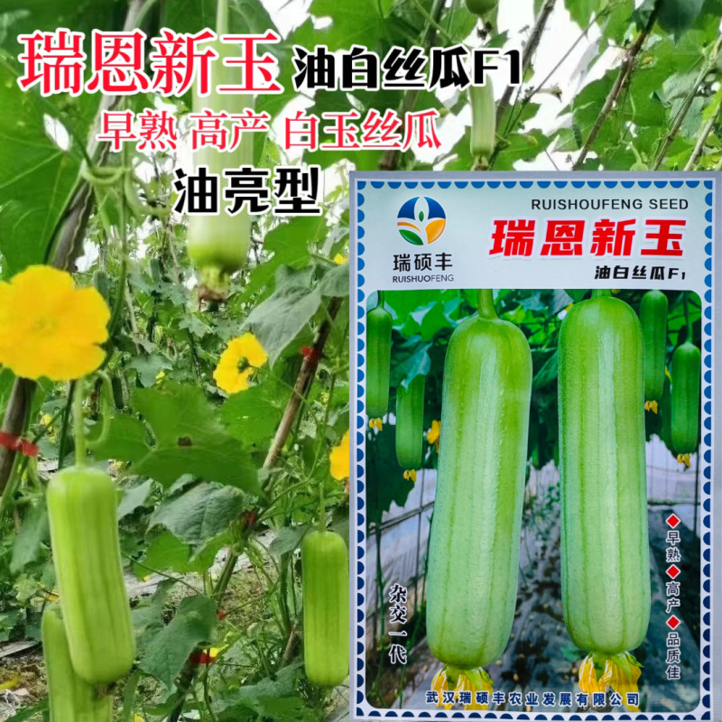 瑞恩新玉丝瓜种子油皮白丝瓜种子味甜中长棒油亮白绿皮丝瓜种