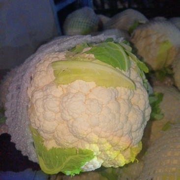 通海花菜
