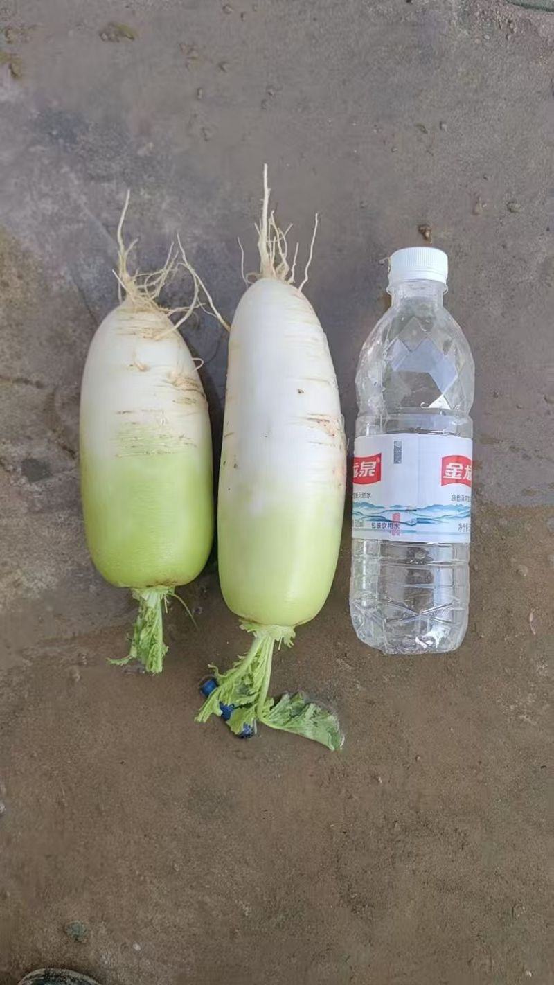 水果萝卜，条形好，颜色好，口感好！