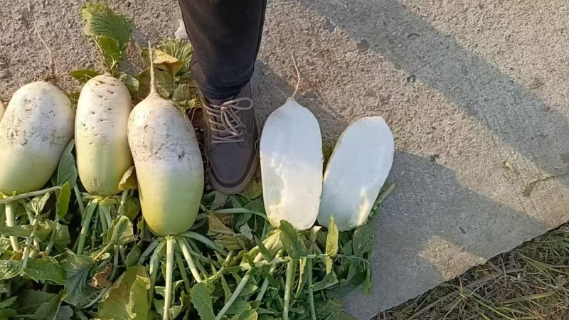 水果萝卜，条形好，颜色好，口感好！