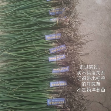 优质洋葱苗20-30cm大小均匀优质高产一手货源现挖现发