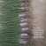 优质洋葱苗20-30cm大小均匀优质高产一手货源现挖现发