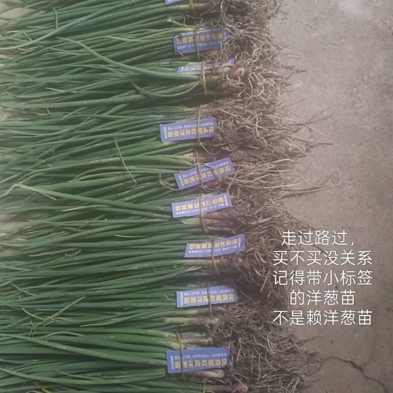 优质洋葱苗20-30cm大小均匀优质高产一手货源现挖现发